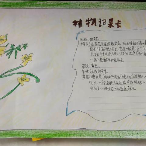 植物观察记录卡
