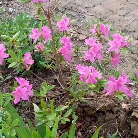 吾家门前花香浓