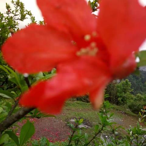 石榴花开