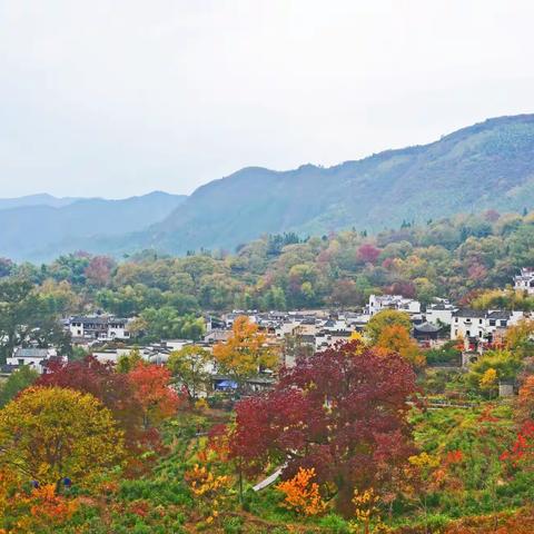 视觉皖南•塔川秋色