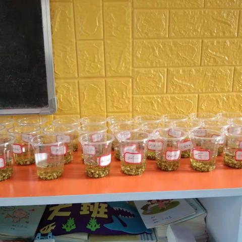 育苗学前班——和我们一起去探秘🤗🤗，去感受我们的快乐吧！