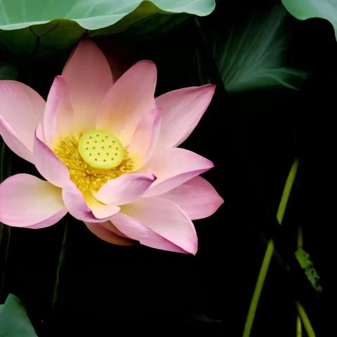 荔湾湖公园荷花池
