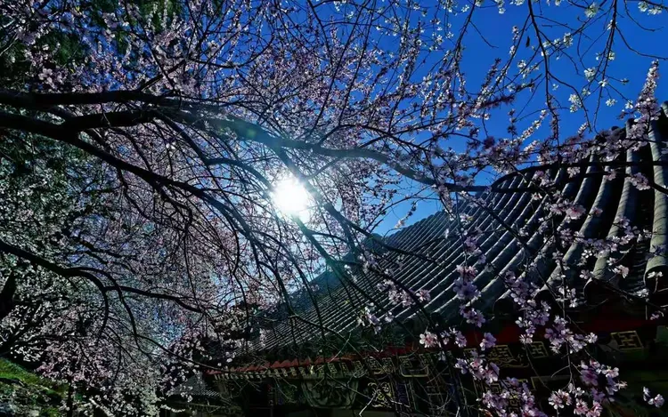 山寺桃花始盛开