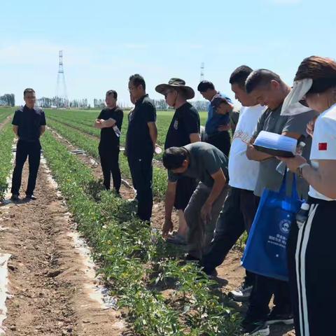 149团“红色产业”显成效 6000亩酱用番茄长势喜人