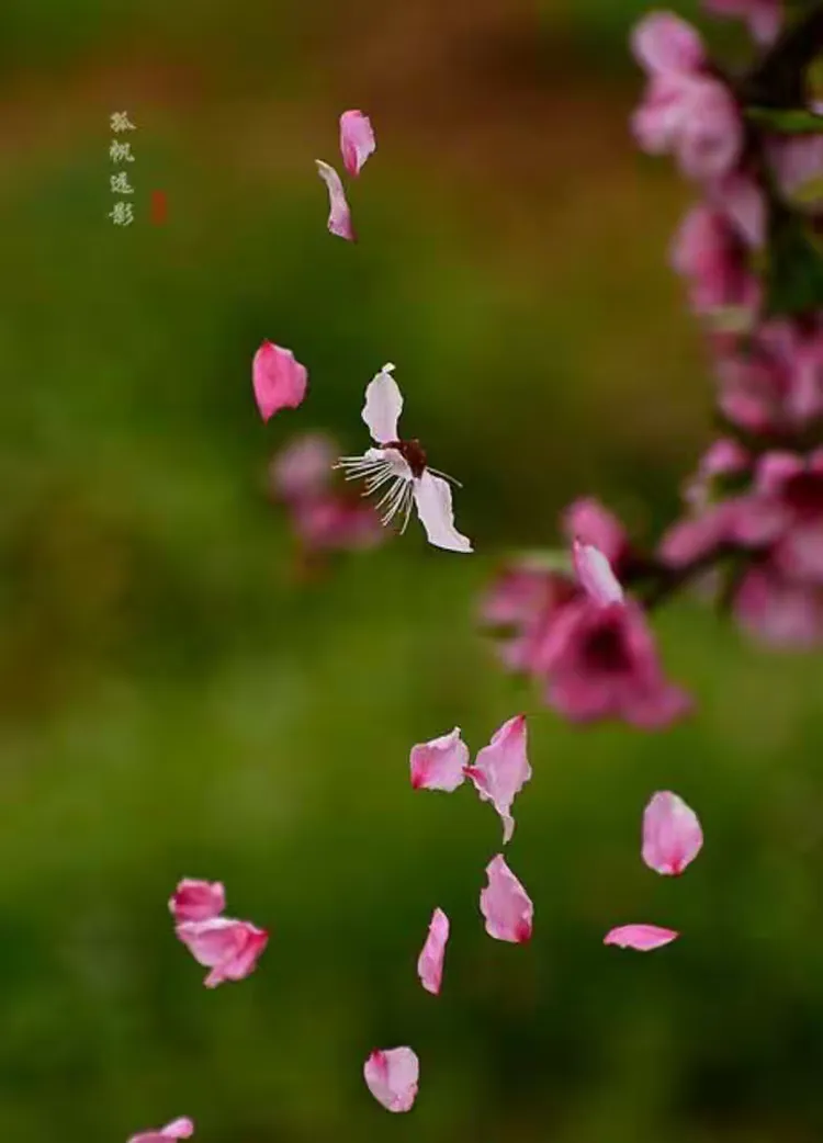 落花时节空相忆【群原创出品】