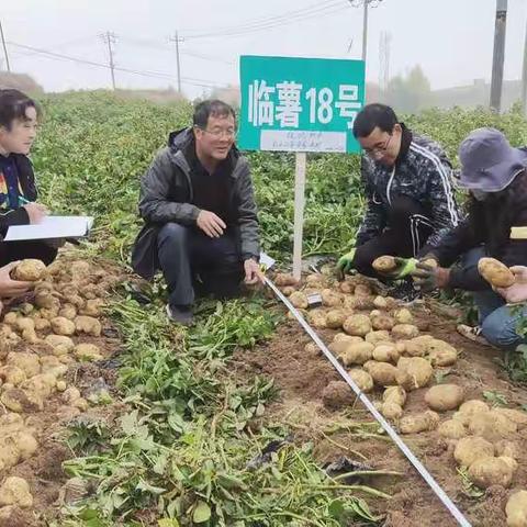 积石山县安集镇安家湾村临薯18号喜获丰收