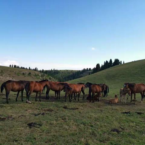 郑掷 // 天马的故乡