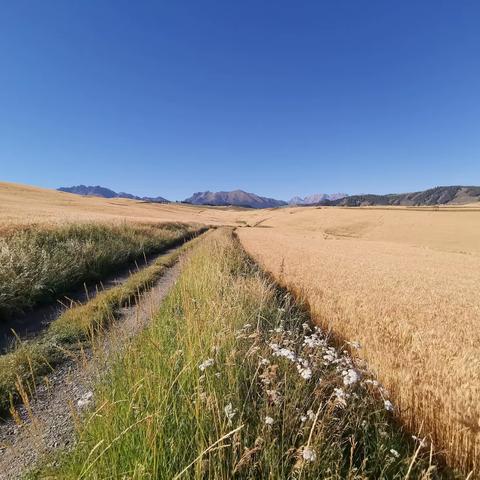 郑掷 // 麦海江布拉克