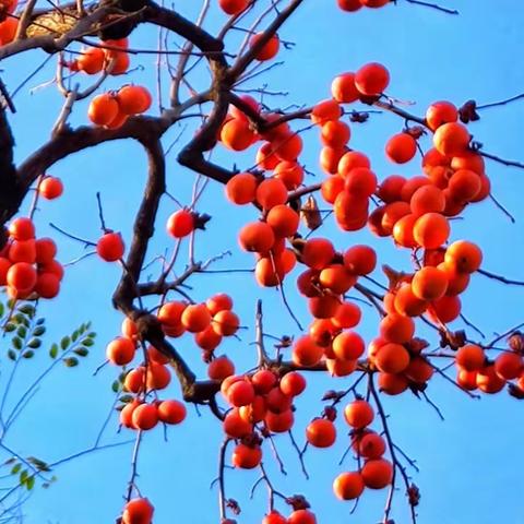 郑掷 // 柿子红了