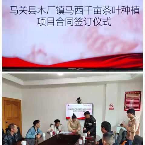 【党建引领 乡村振兴】木厂镇马西村为产业发展注入新“血液”，让撂荒的千亩茶园“活”起来