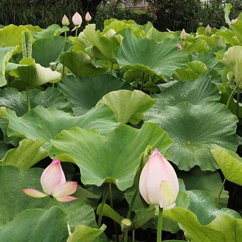 难得偷闲，欣赏一下木厂的“荷塘月色”，真的很不错！！
