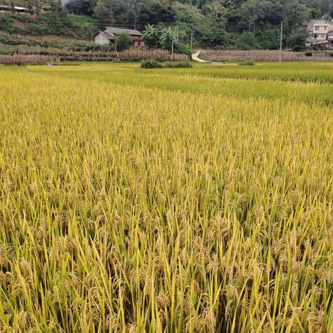 #又是一年丰收季……木厂马西村么么哒！