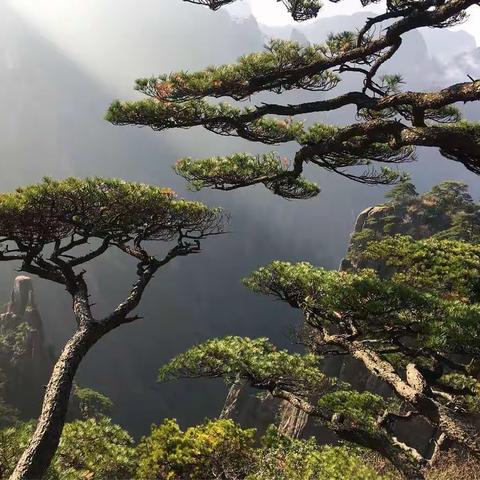 黄山冬韵