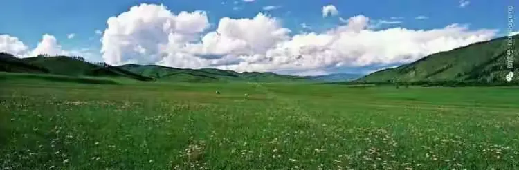 油松树好活吗
