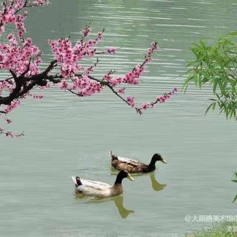 “春天的印记——桃花开🌸鸭戏水”兴城镇白塔寺学区幼儿园主题绘画活动