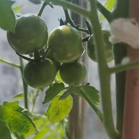 阳台上的一棵小番茄🍅结果子了😍