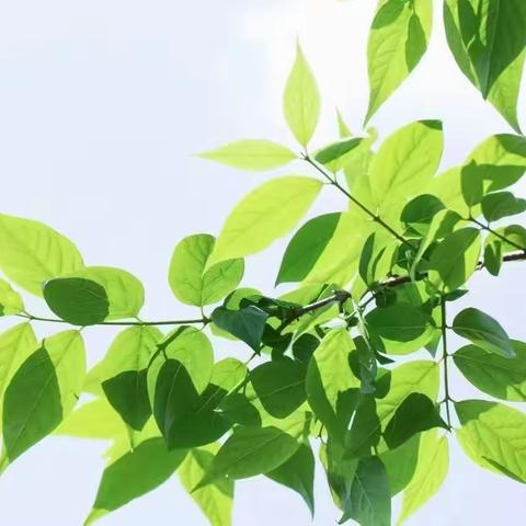 小荷初露展风采 活力课堂竞芬芳——临沂汤庄实验学校青年教师展示课活动