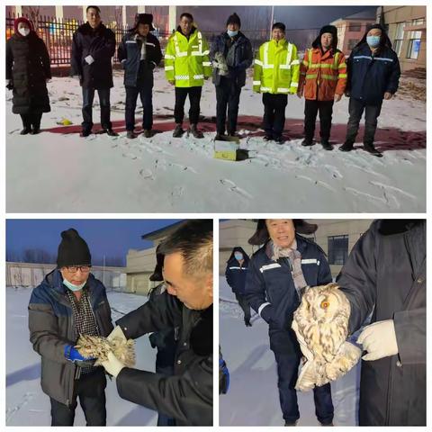 【德惠分公司】救助野生猫头鹰，共护美丽家园