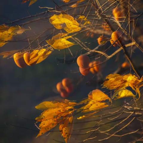 柿子红了 （2023.11）