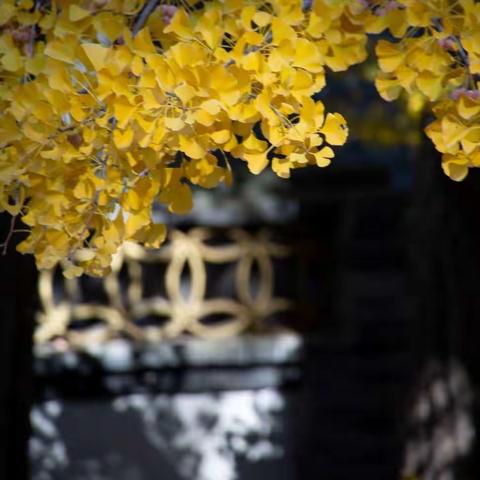 落叶飘零的深秋