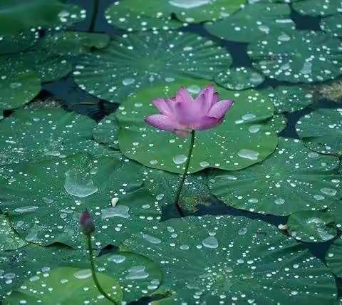 高效复习   有法可循｜红旗教育集团五学年教研活动