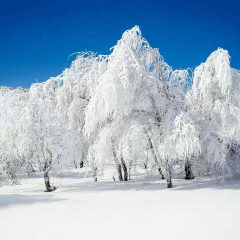 我爱你❤塞北的雪⛄⛄⛄