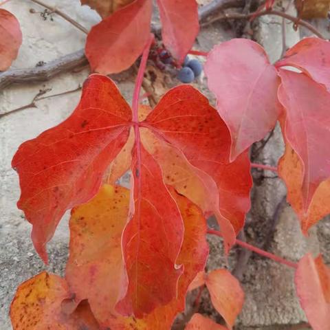 还是那片爬山虎!