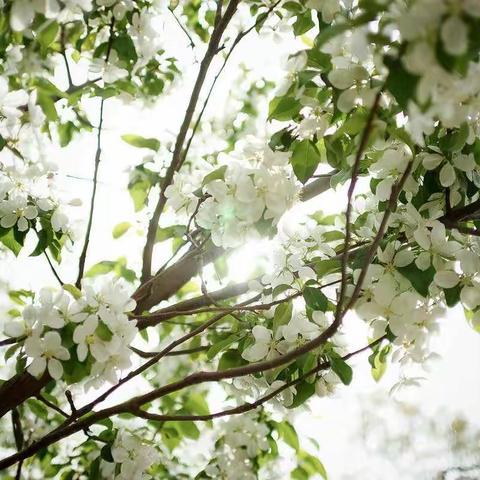 紫荆花幼儿园之“亲近自然，放飞心情”🌸春游活动🌸