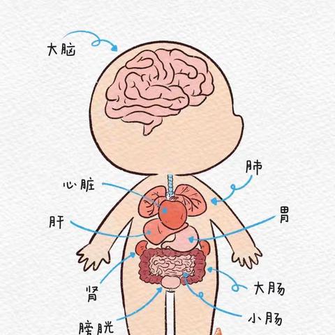 幼儿园小朋友身体内部器官认知图鉴