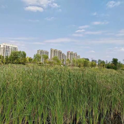 观摩共研讨，聚力促成长——高中历史深度学习工作室3月份第二次教研活动