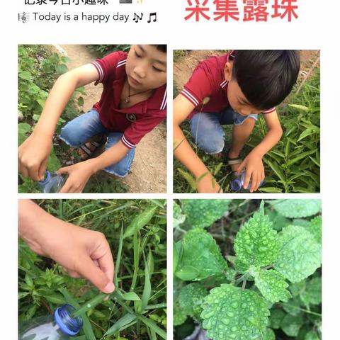 白露苍苍，金桂飘香——冷水江市第一小学三年级（7）班“白露”节气德育实践活动
