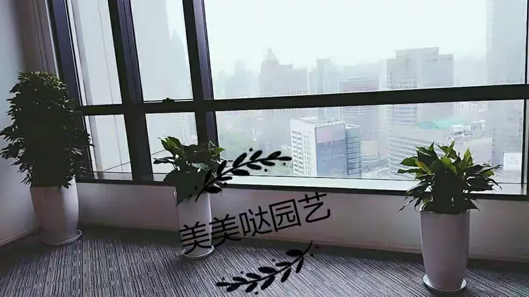 租摆花卉绿植的价格怎么算