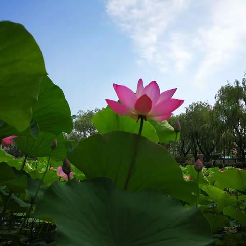 荷花🌸盛開