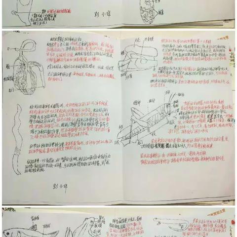 绘生物之美，享学习之乐———记八年级（11）班国庆手抄报作业