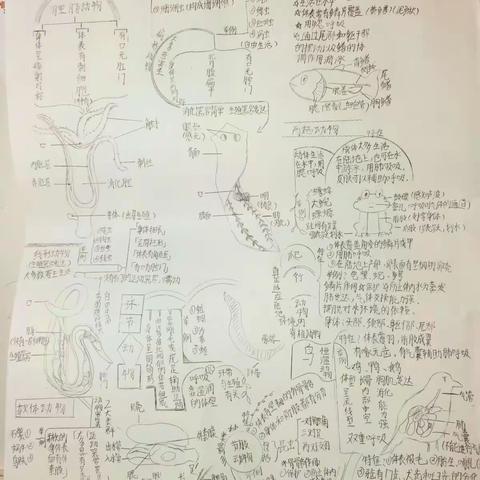 绘生物之美，享学习之乐———记八年级（9）班国庆手抄报作业