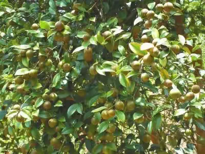 秀美茶乡大椿特产