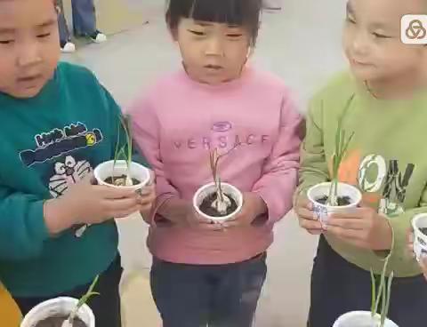 幼儿劳动实践《我种植的蒜苗》