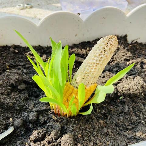 玉米🌽种植记