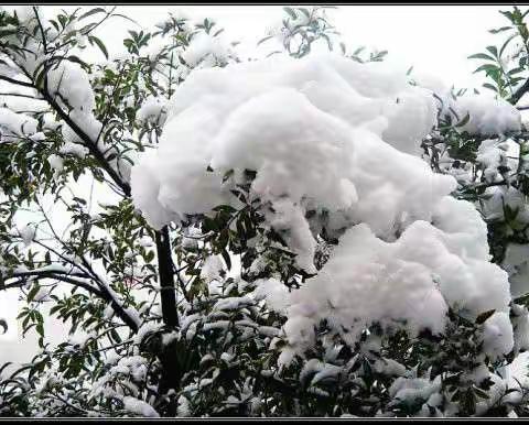 题老同学瑞雪兆