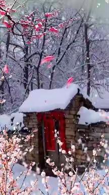 💕🌺大雪纷飞🌹🌧白雪红梅🌸🌹飞雪千年🌸🌨雪莲美景💕🌹吉祥雪莲花🌺🌺🌺