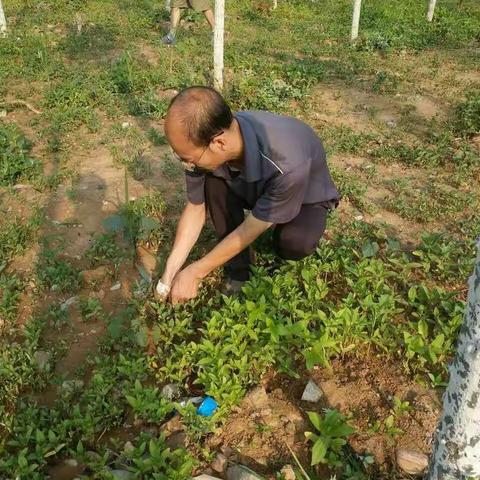 信息部除草日记