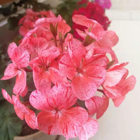 家里的春天--天竺葵系列