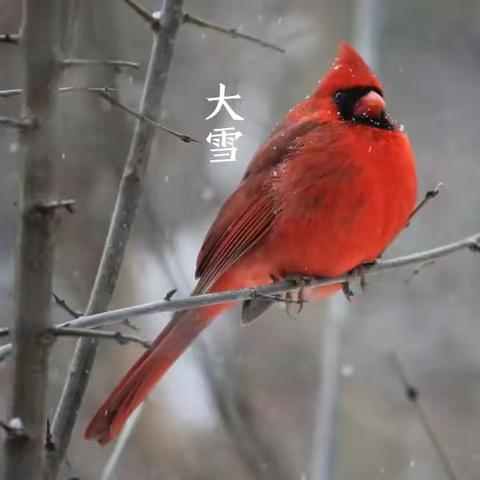 今日大雪无雪，心中有话要说——平凉市教研员课堂讲赛之崇信活动絮语