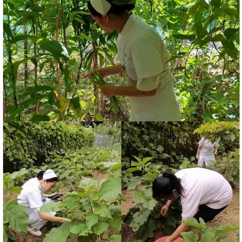 “香”约端午菜飘香