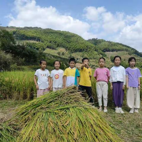 体验农民辛劳，感受丰收喜悦——剡山小学三（6）中队走进田间生活