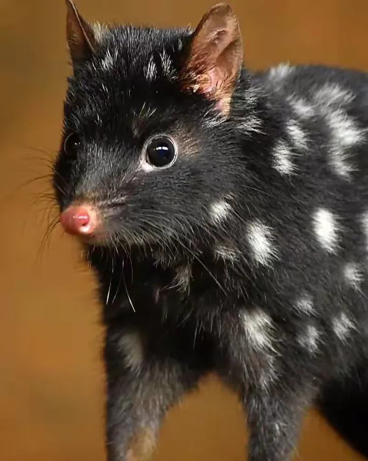 是最大的袋鼬,是第二大的食肉有袋动物