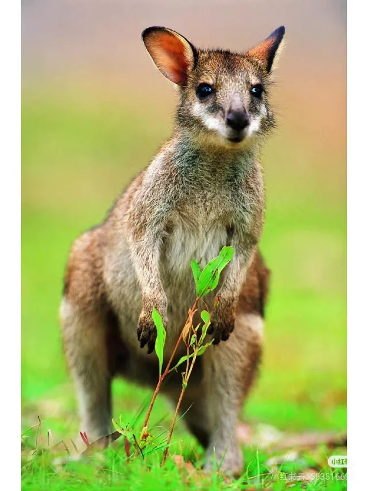 有袋类动物:袋鼠