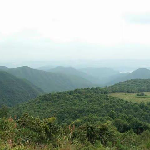 山中野花