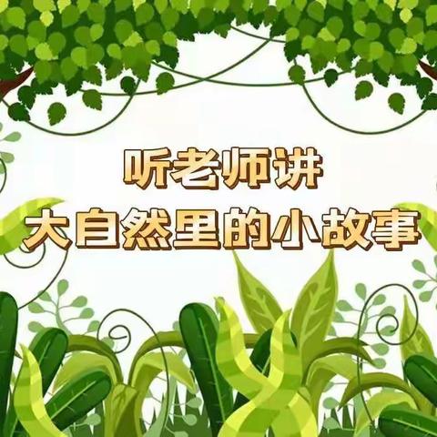 听老师讲大自然里的小故事——了不起的鼻子侦探