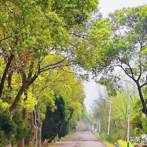 蔡甸区｜持续开展“村庄清洁日行动”，共同推进村湾环境大变样
